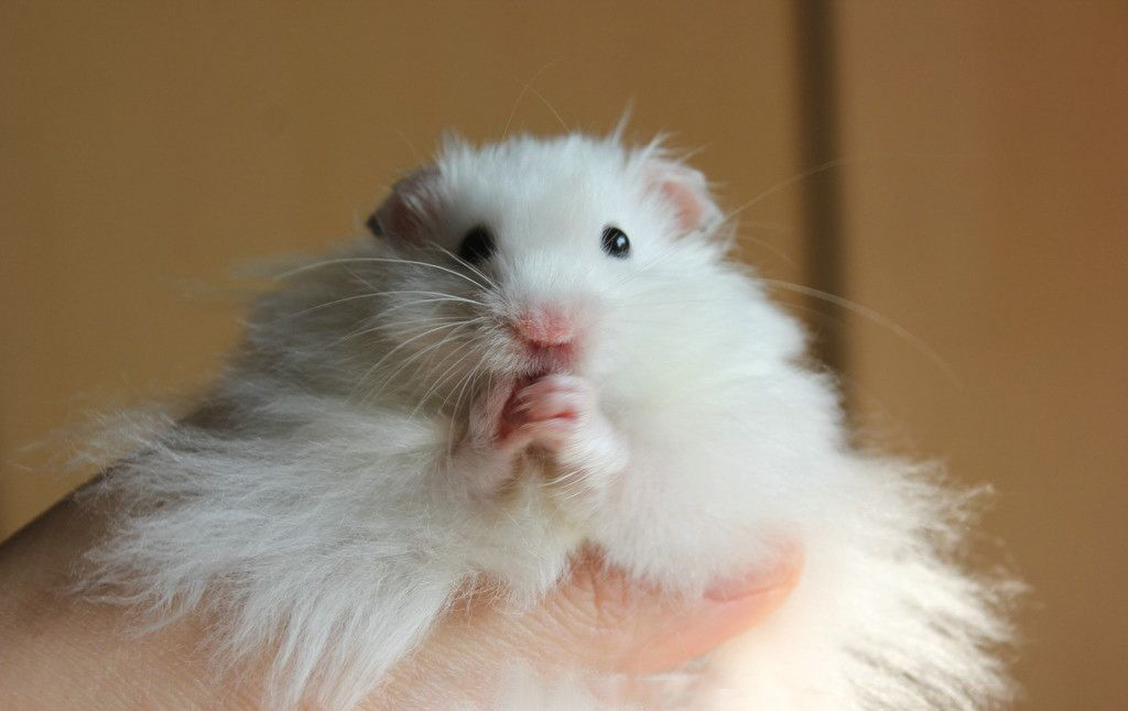 data-lemmaid="3687097">叙利亚仓鼠 /a>(金丝熊)中的黑色品种,原产于