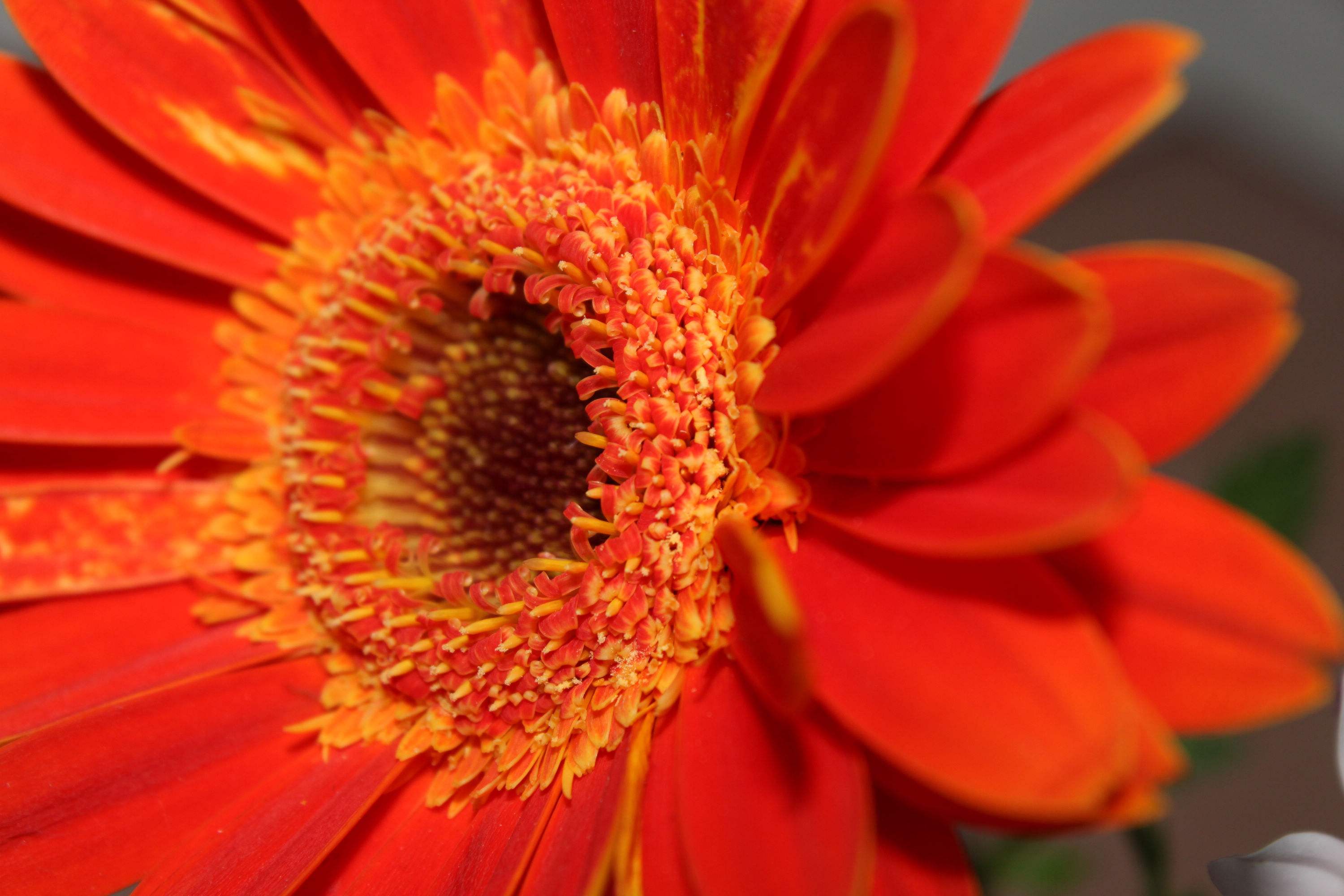  p>非洲菊(学名: i>gerbera jamesonii /i> i>  /i>bolus)是 a href="