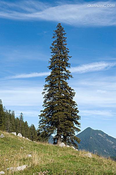  p>云杉(拉丁学名:picea asperata mast.)别名茂县云杉,茂县杉等.