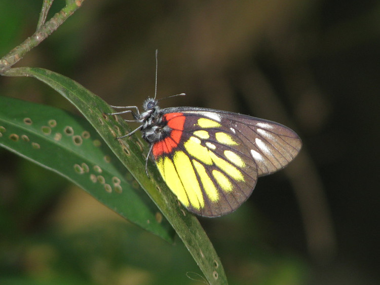  p>报喜斑粉蝶( i>delias pasithoe /i>&nbsp;linnaeus,1767)是
