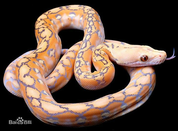  p>网纹蟒(拉丁文名:reticulated python)又称为 a target="_blank"