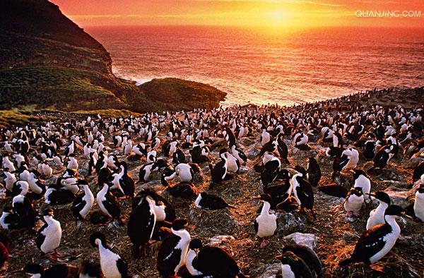 phalacrocorax atriceps