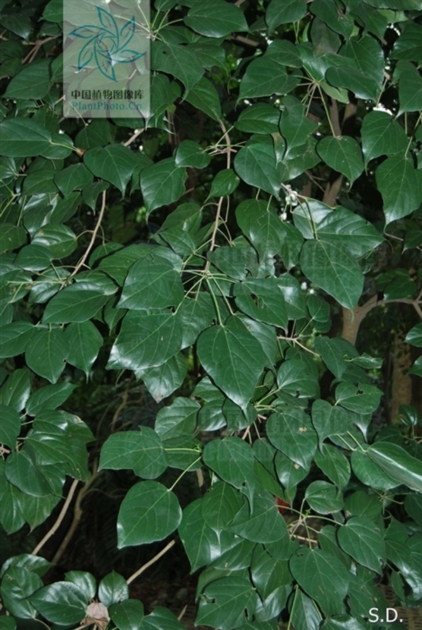  p>蚬木,拉丁学名: i>excentrodendron hsienmu /i>(chun et how) h.