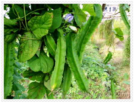 保亭黎苗族自治县