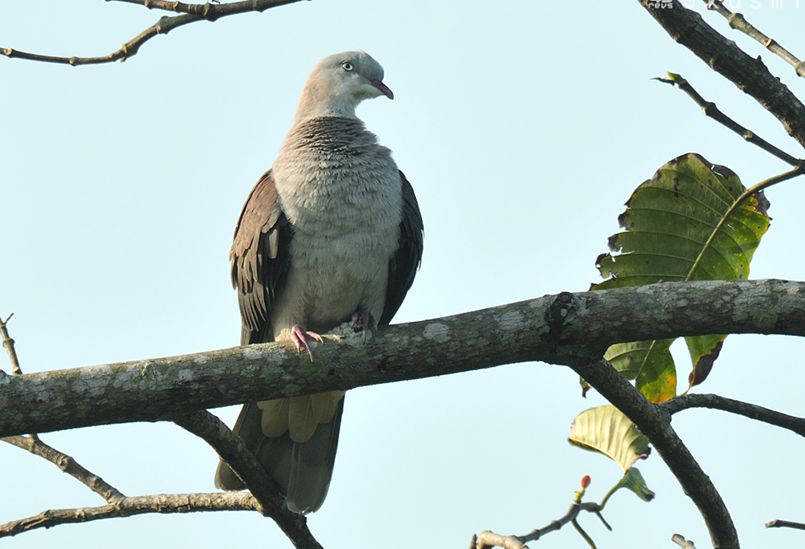  p>山皇鸠(学名: i>ducula badia /i>)是鸽形目 a href="#">鸠鸽科 /a