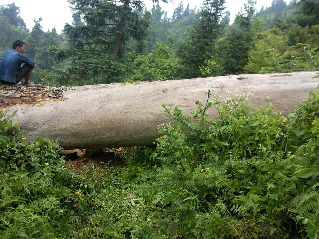 phoebe zhennan s. k. lee