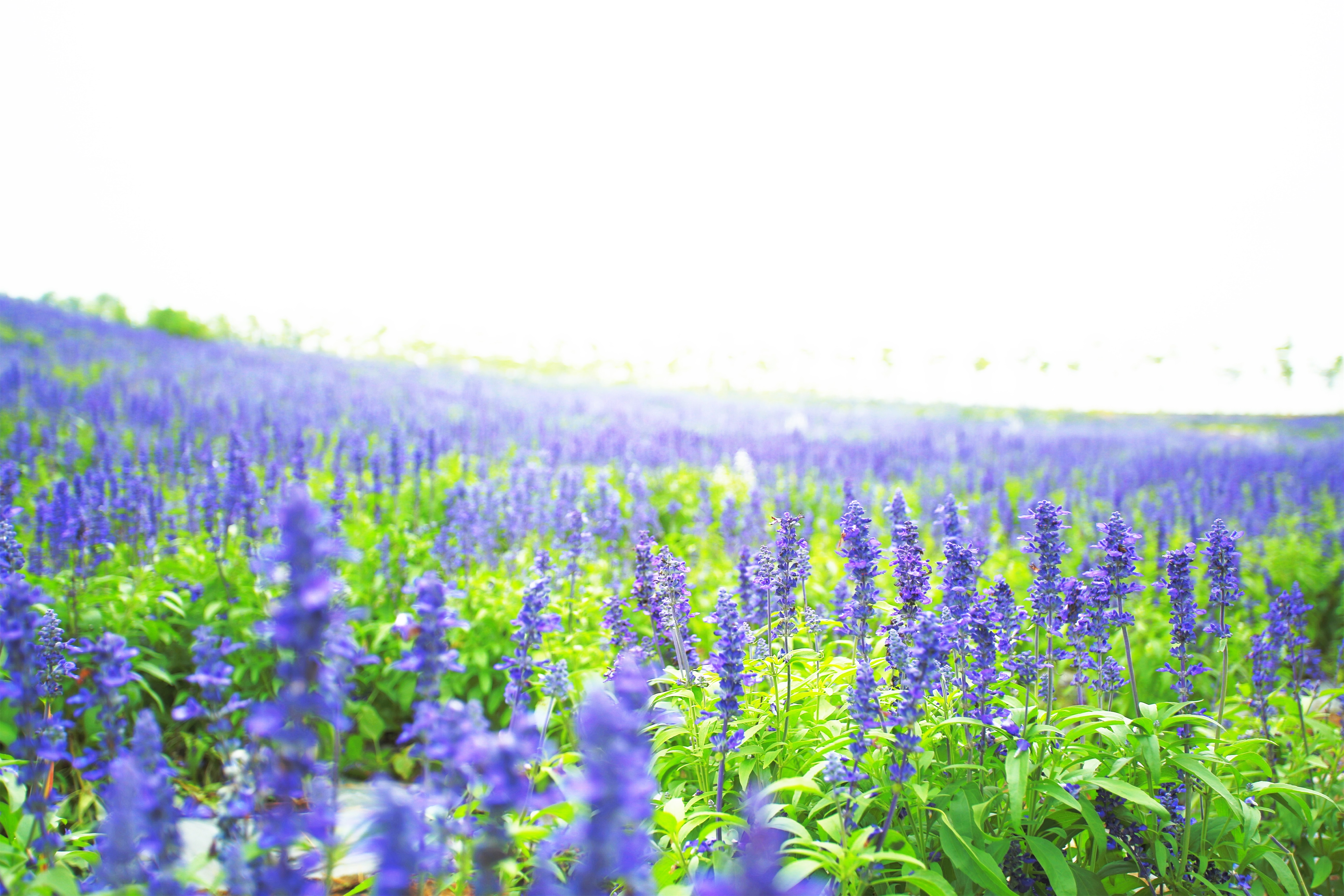  p data-id="gnb4i6ld09">忻城薰衣草庄园位于广西来宾市忻城县,由
