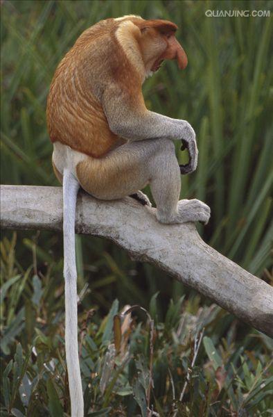  p>长鼻猴(学名: i>nasalis larvatus /i>),是东南亚 a href="#" data