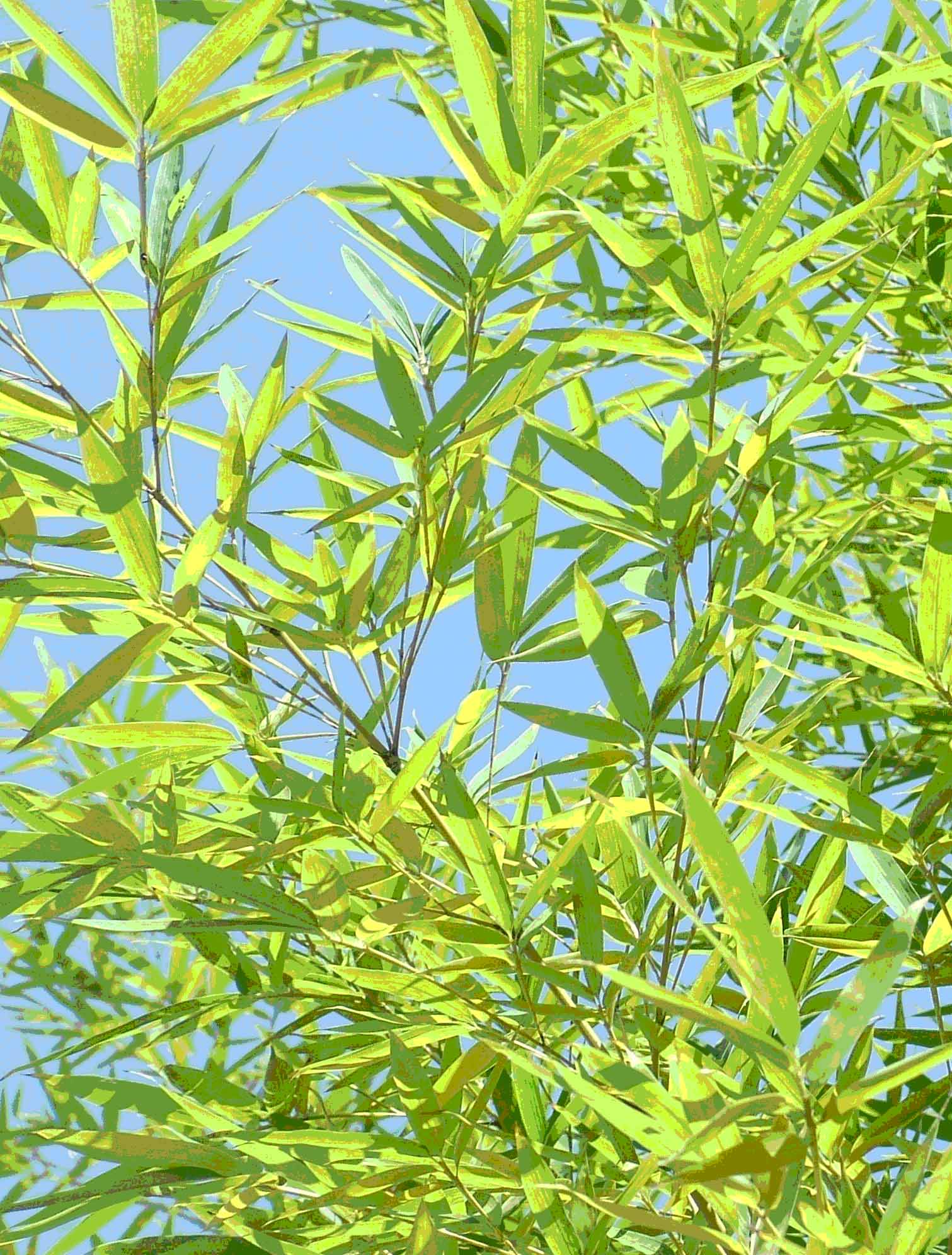  b>sinicus /b> (hance) nakai)是禾本科,箬竹属植物,竿高可达2米,最