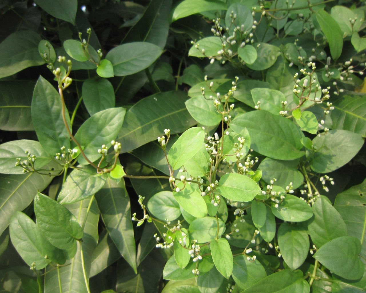  p>鸡屎藤(学名: i>paederia foetida  /i>l.