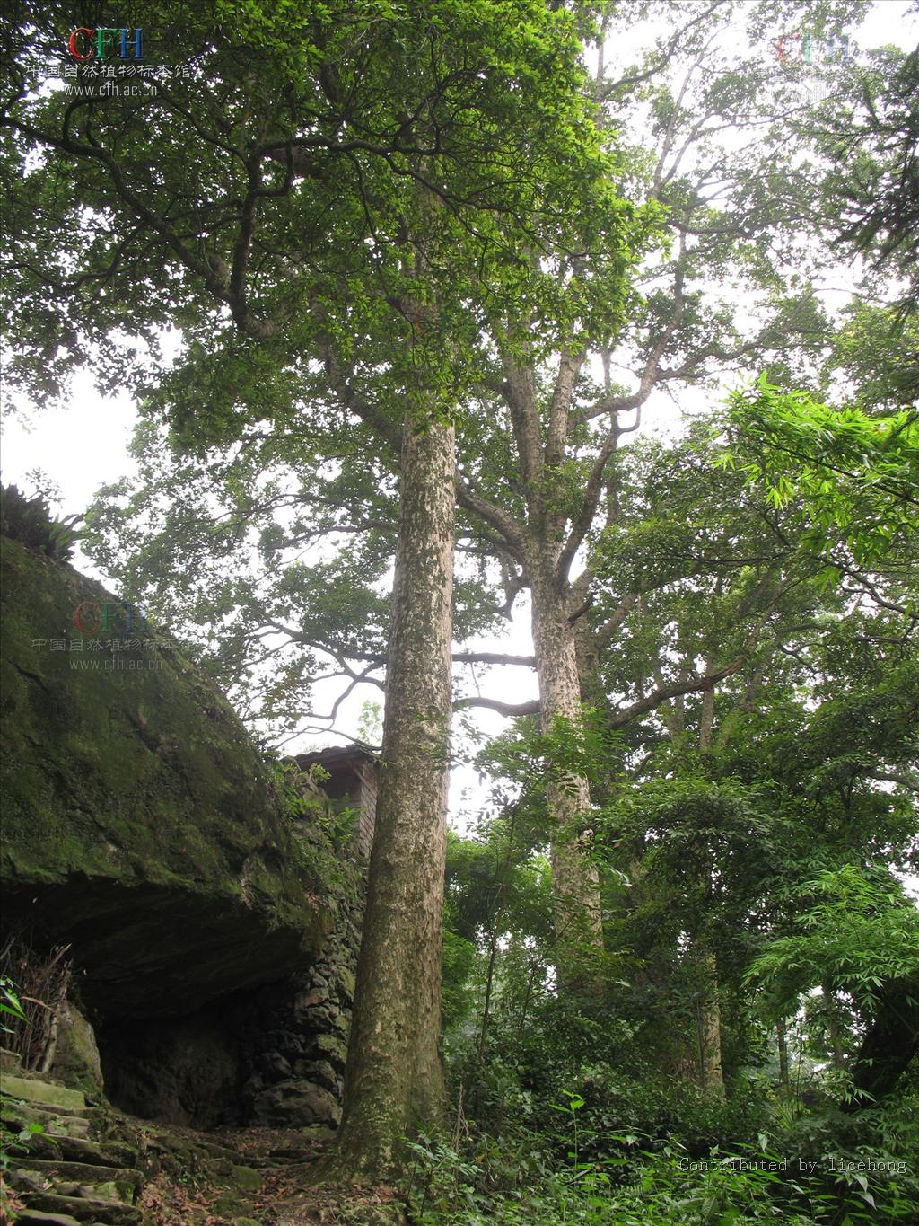 href="/item/常绿/1338021" data-lemmaid="1338021">常绿 /a>大乔木