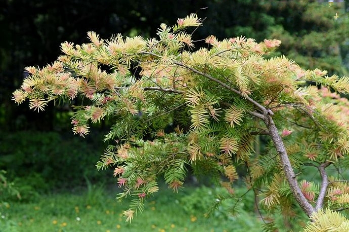  p>柔毛油杉(学名: i>keteleeria pubescens /i> cheng et l. k.