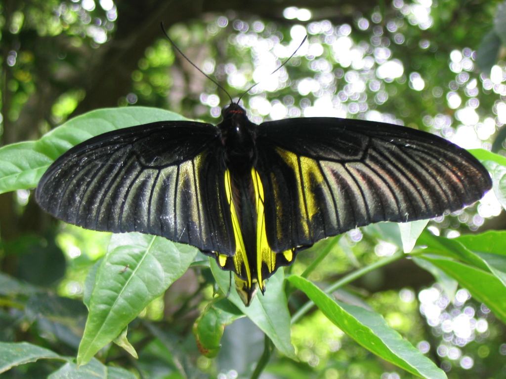  p>小斑裳凤蝶(学名:troides haliphron)是凤蝶科 a target="_blank"