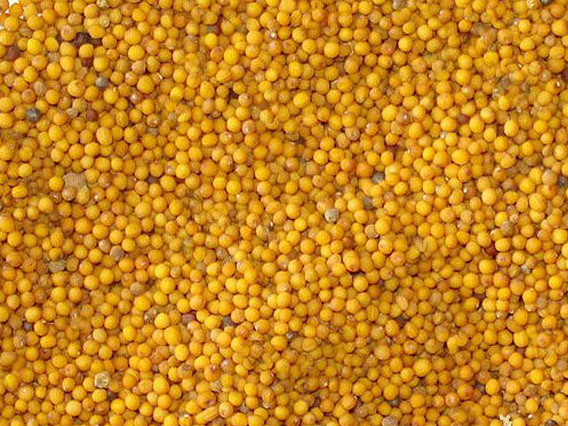  p>芥菜籽为十字花科(cruciferae)芸苔属植物的种子,其种类有黑芥籽