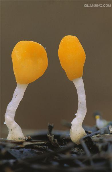 真菌