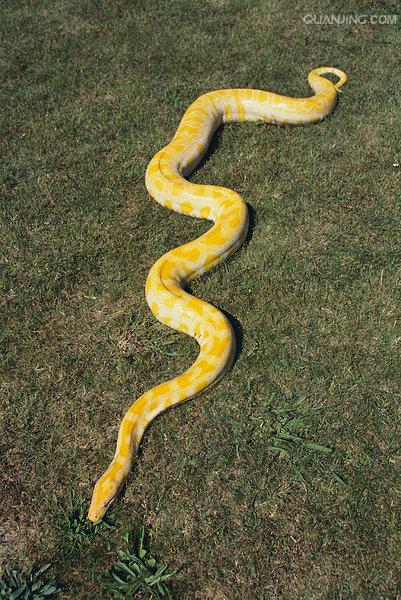  p>缅甸蟒(学名: i>python  bivittatus /i>)也有人称为缅甸岩蟒,又叫