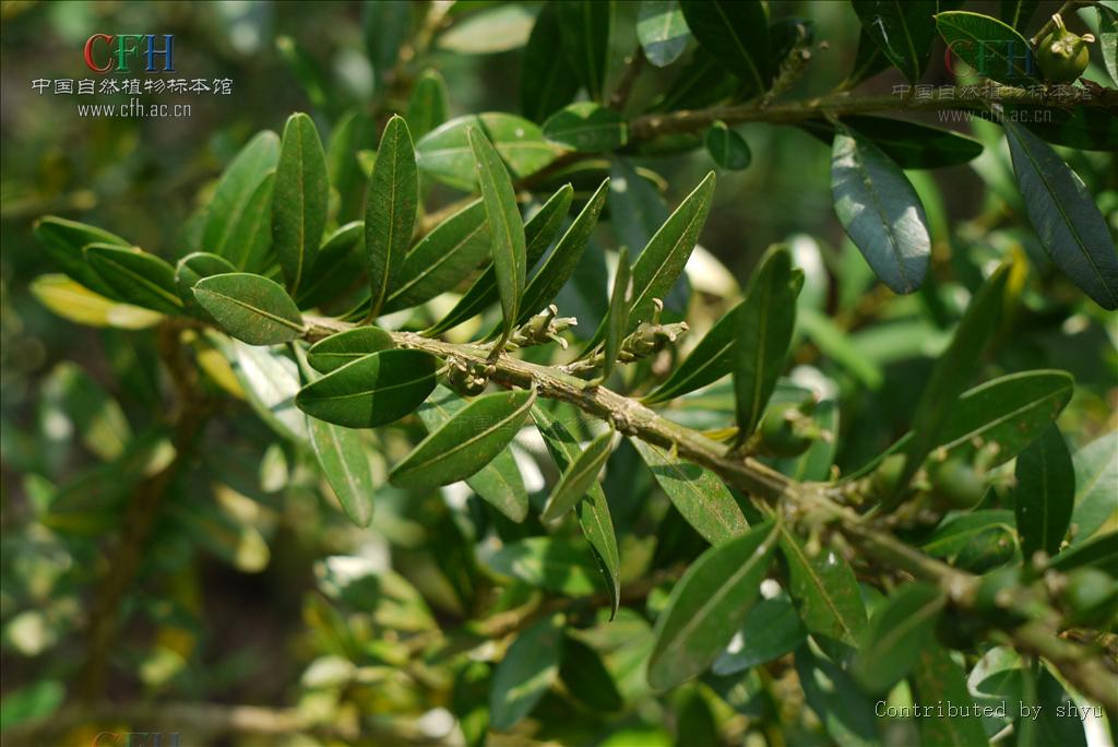  p>滇南黄杨(拉丁学名:buxus austro-yunnanensis hatusima)是黄杨科