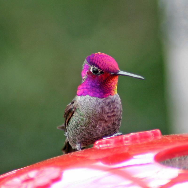 annas hummingbird