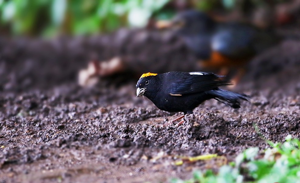  p>金枕黑雀( a href="#" data-lemmaid="8074290">学名 /a>: i>