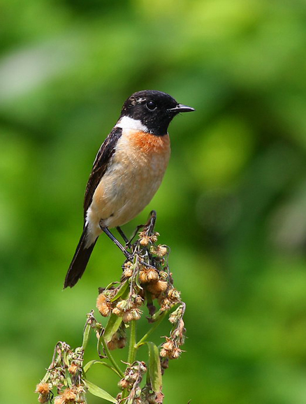  p>黑喉石鵖(学名: i>saxicola torquata /i>),为鹟科,石鵖属的鸟类.