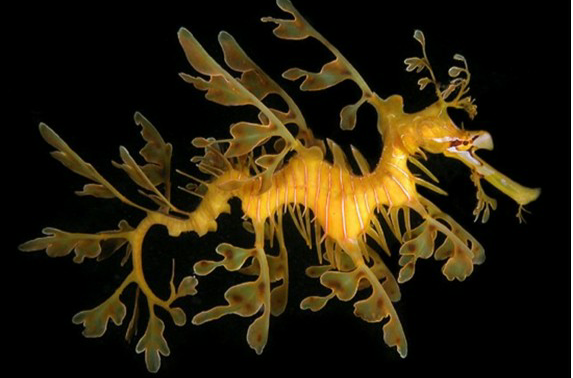  p>叶海龙(学名: i>phycodurus eques /i>)是海龙科,叶海龙属鱼类.