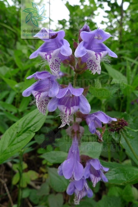  p>荨麻叶龙头草,拉丁名为meehania urticifolia (miq.