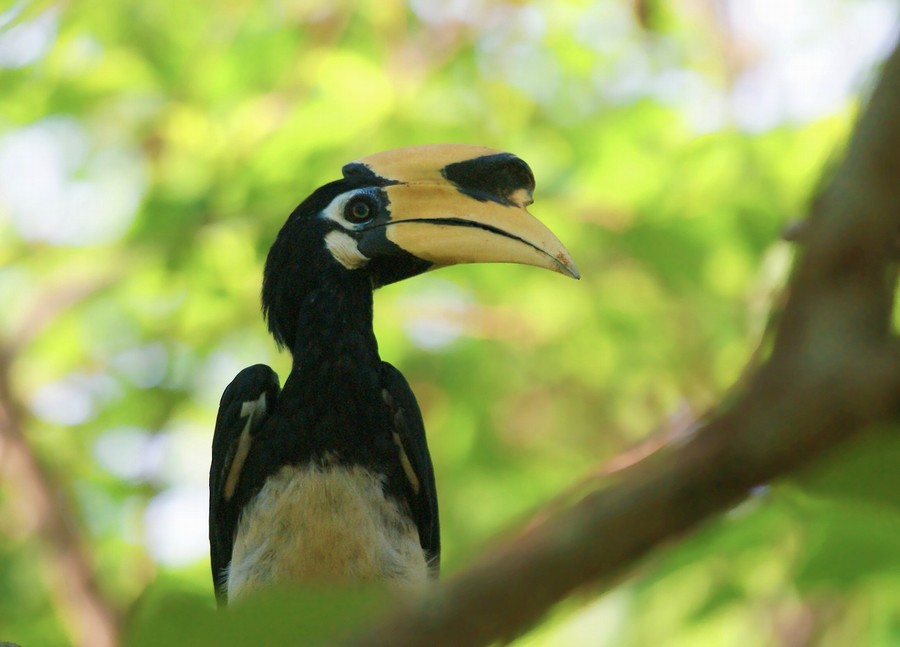 v08n041">冠斑犀鸟(学名: i>anthracoceros coronatus /i>)大型鸟类