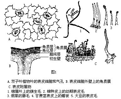  p>保护组织(protective tissue)是覆盖在植物体表面起保护作用的 a