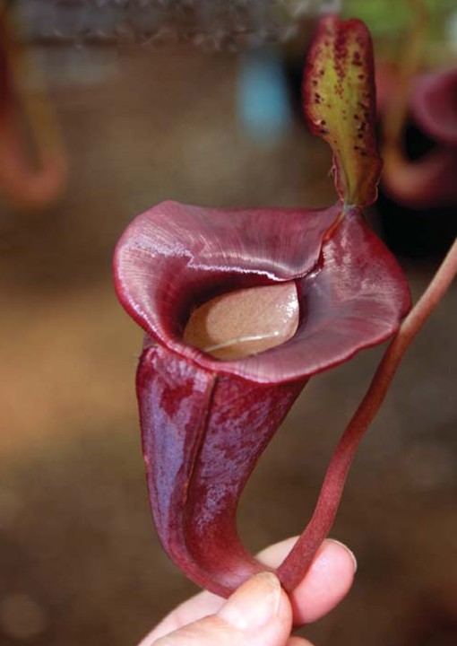  p>贾桂琳猪笼草是 a target="_blank" href="/item/苏门答腊/3445219