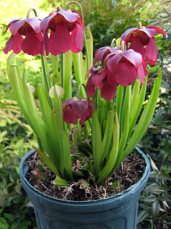  p>红瓶子草(学名: i>sarracenia rubra /i> walt.