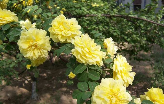  p>黄刺玫,拉丁学名: rosa xanthina lindl,落叶灌木.