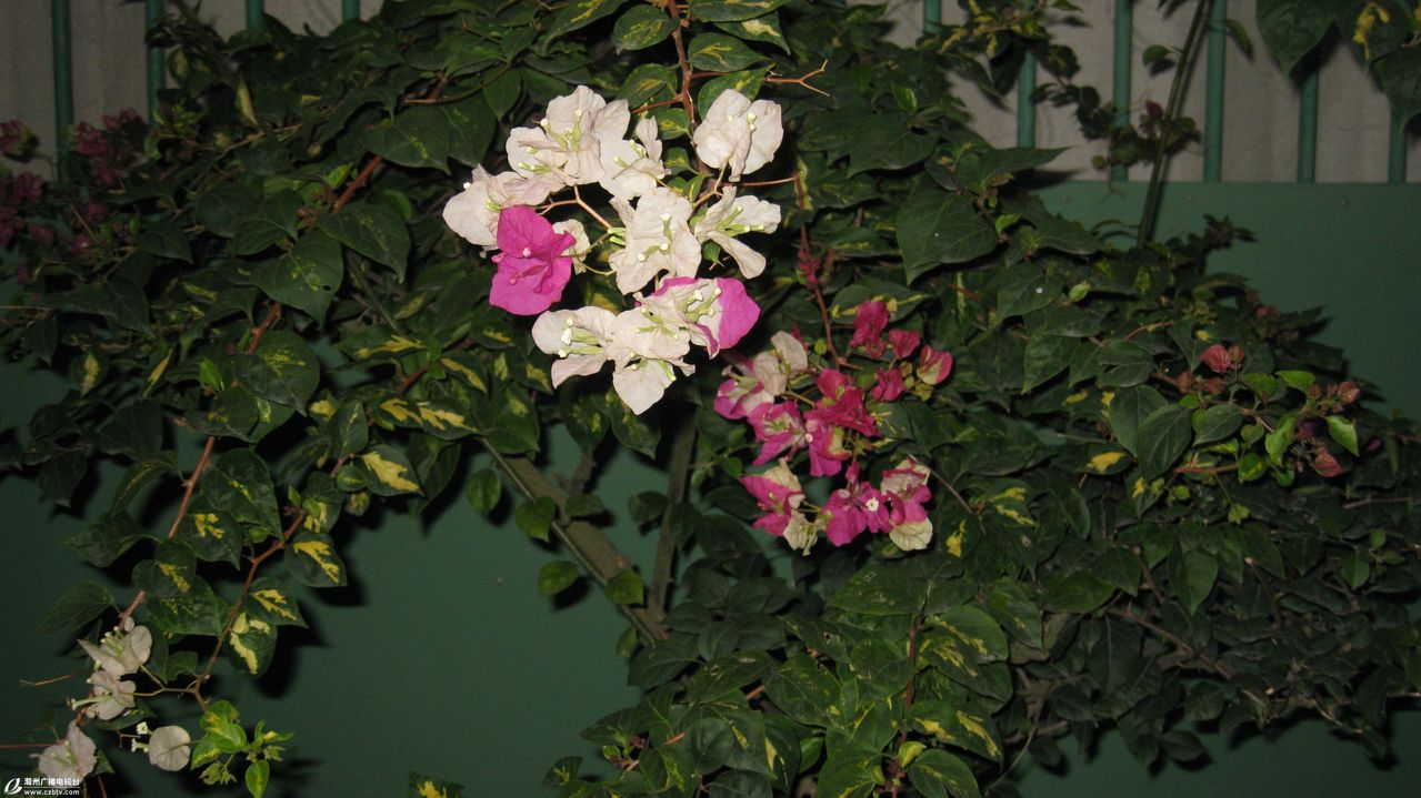  p>八角花,唇形科假糙苏属直立草本植物,高约25厘米.