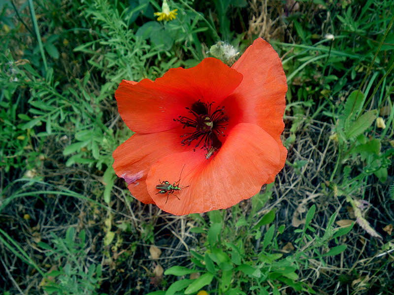flanders field poppy