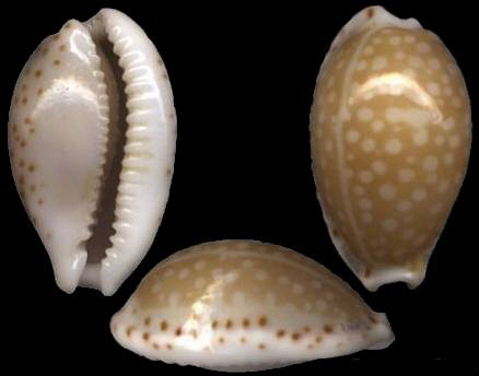 费氏满天星宝螺