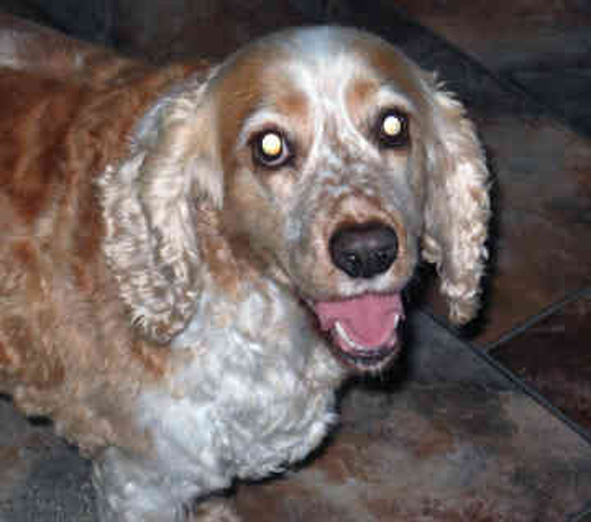  p>英国可卡犬(英文名:english cocker spaniel)又称 a target="