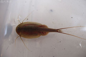  p data-id="gnwhir76ct">三眼恐龙虾,学名:佳朋鲎虫,在中国各地又