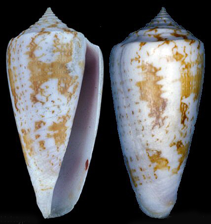 conus superscriptus