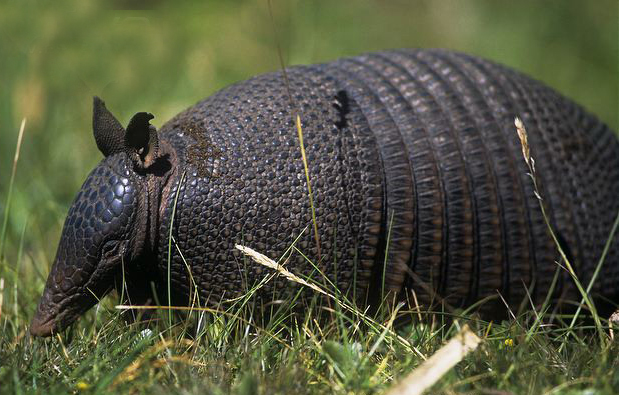 southern long-nosed armadillo