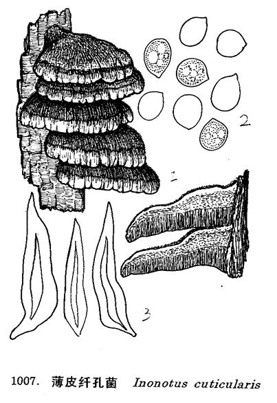  p>薄皮纤孔菌别名稀针孔菌,薄皮毛背菌,生于桦等阔叶树腐木上,常呈覆
