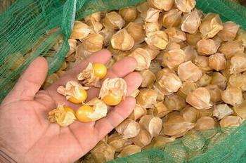  p>毛酸浆(学名: i>physalis pubescens /i> l.