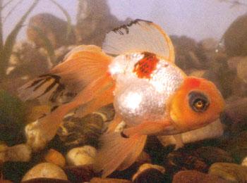 玫瑰红虎头龙睛