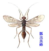 瓢虫茧蜂