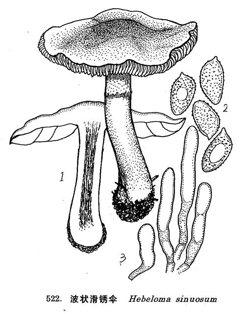  p>子实体中等至较大.