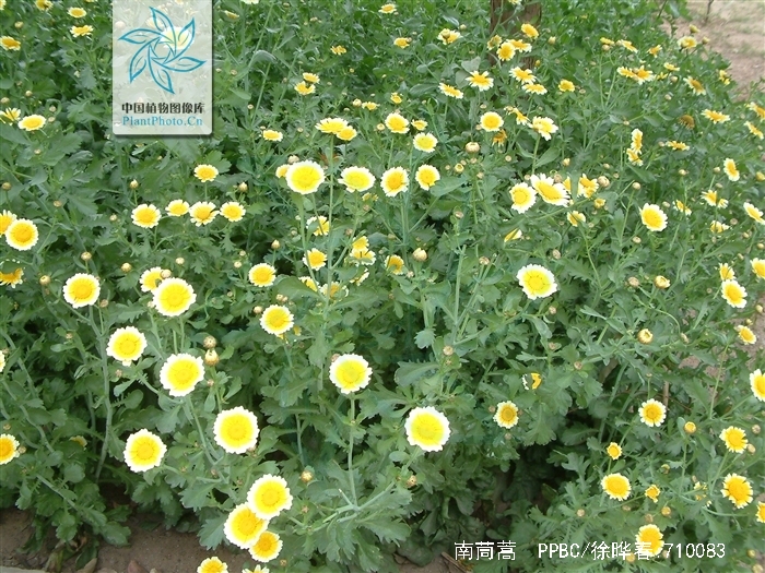  p>南茼蒿,拉丁学名:chrysanthemum segetum,菊科筒蒿属植物.