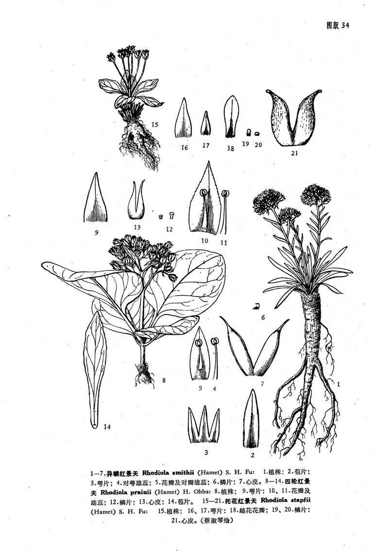  p> b>四轮红景天 /b>(学名: i>rhodiola prainii /i>)是景天科 a