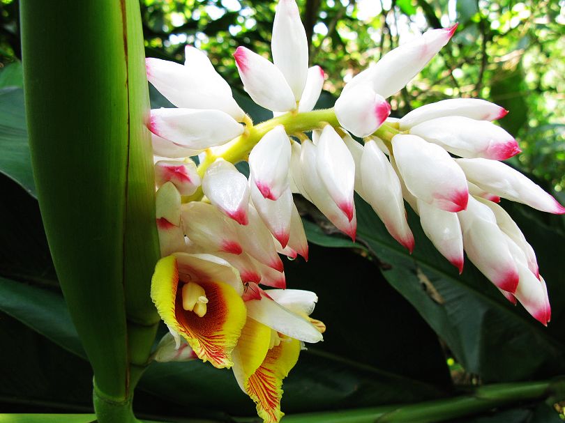 amomum dolichanthum d. fang