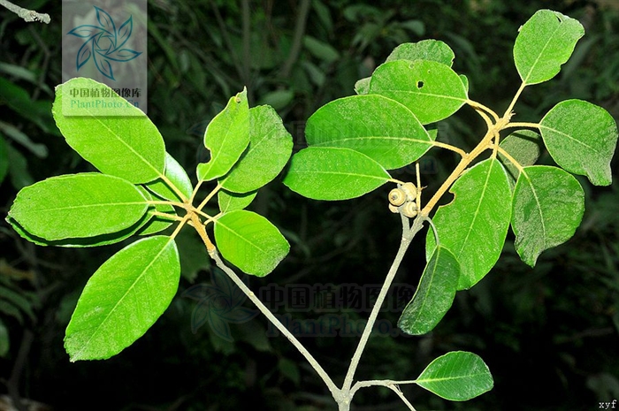  p>赤皮青冈(学名: i>cyclobalanopsis gilva /i> (blume) oerst)是