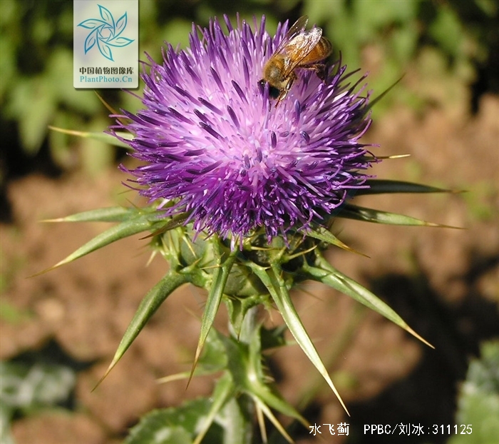  p>水飞蓟(学名: i>silybum marianum /i>  (l.) gaertn.