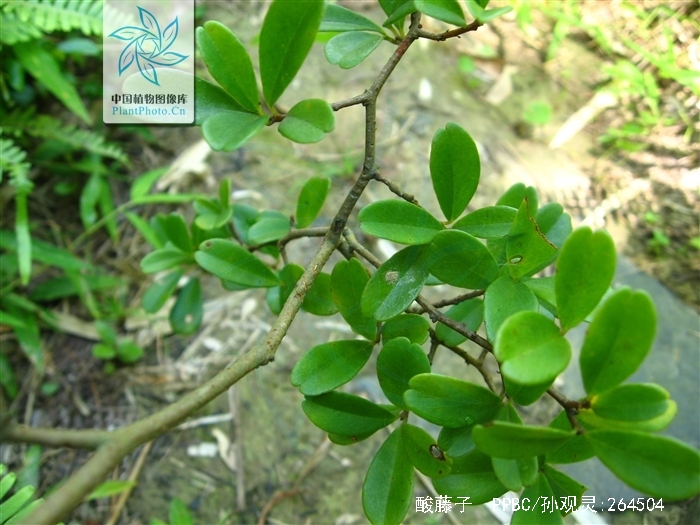  p>酸藤子( a href="#" data-lemmaid="8074290">学名 /a>:embelia