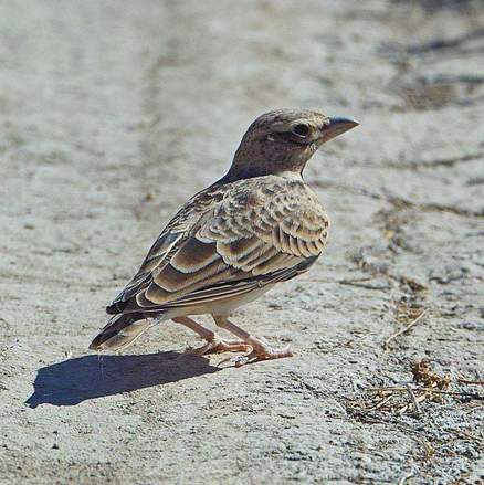  p>二斑百灵(学名:melanocorypha bimaculata)为百灵科百灵属的鸟类.